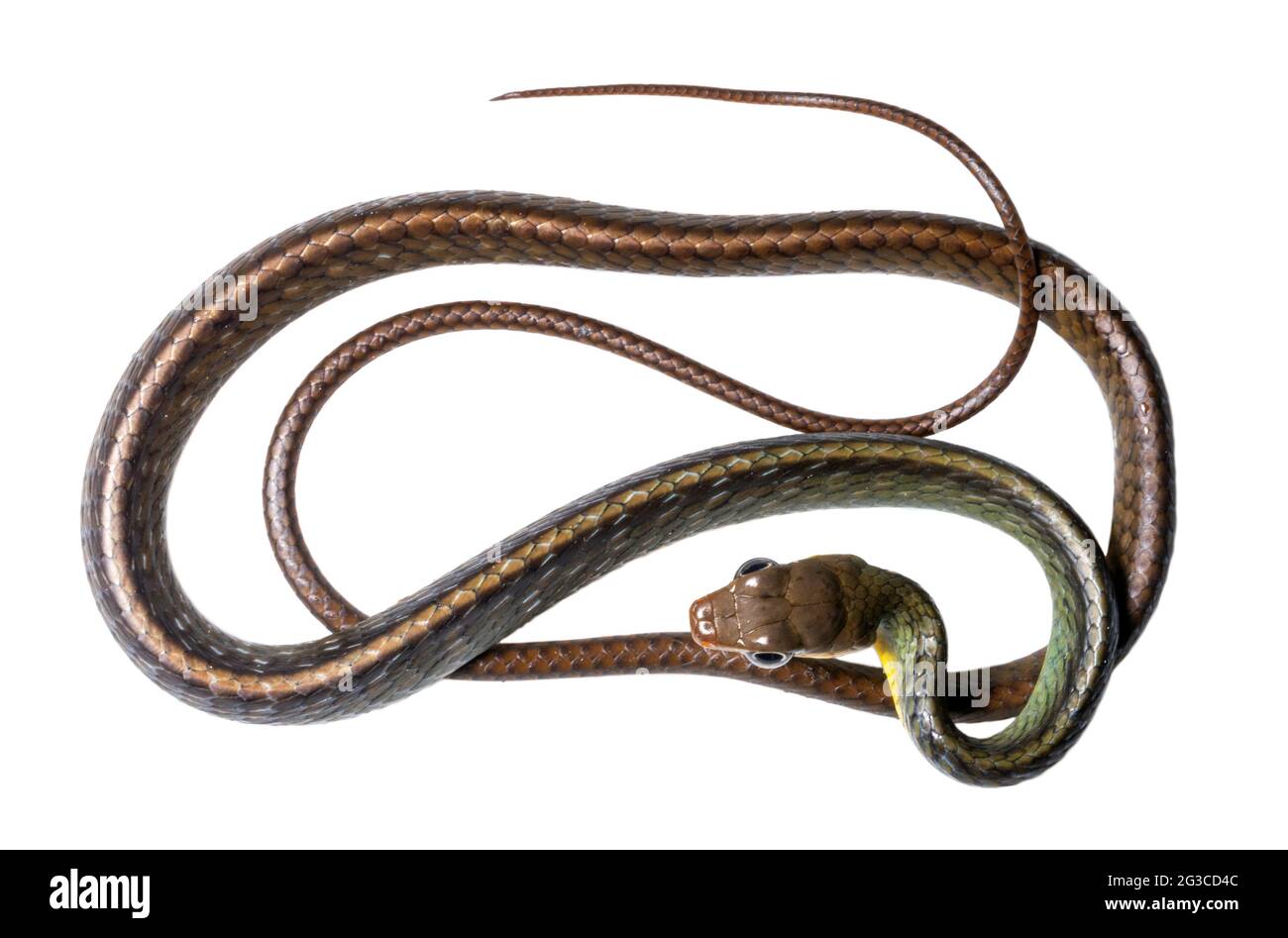 Serpiente Amazónica (Chironius exoletus), juvenil, provincia de Orellana, Ecuador Foto de stock