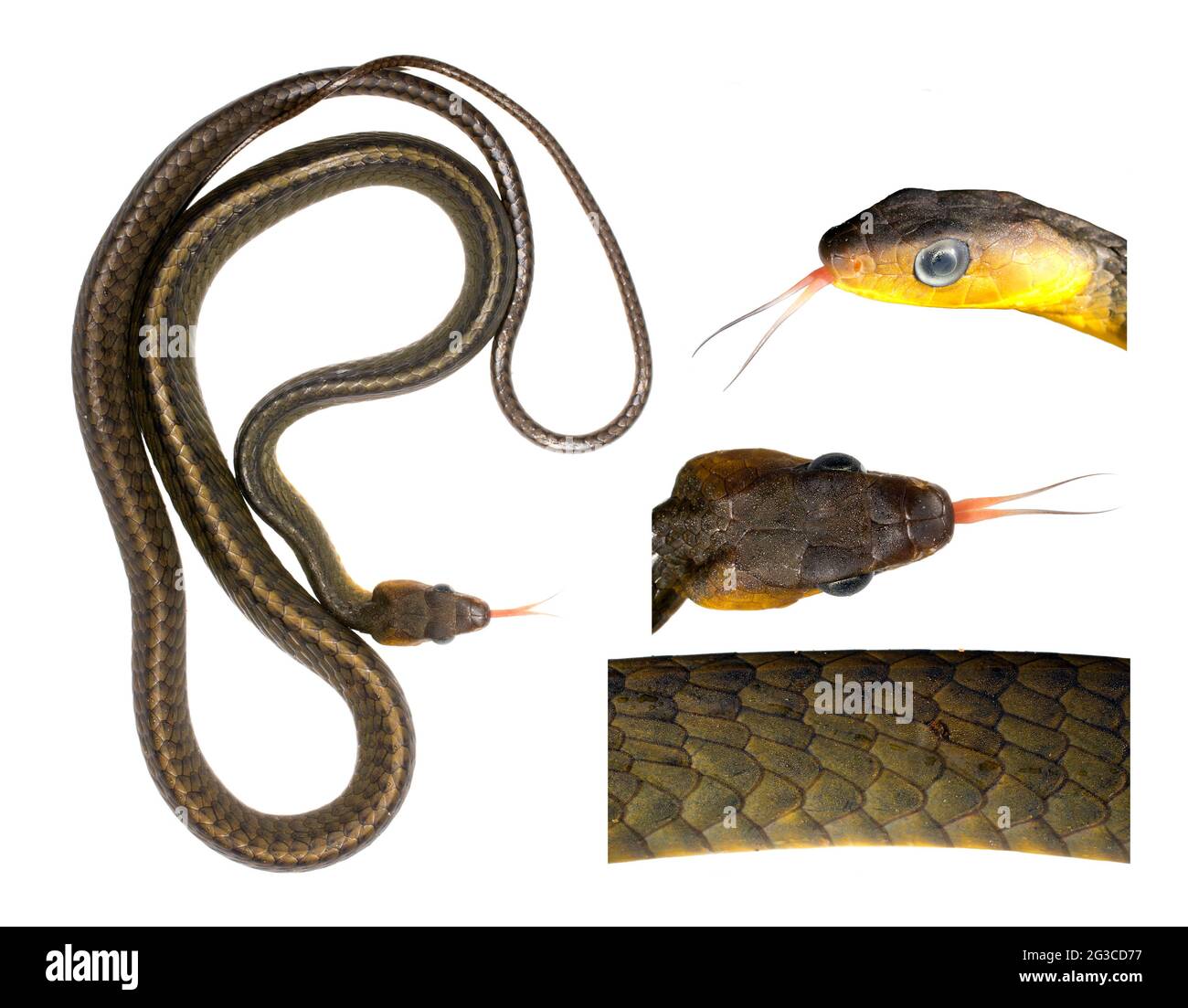 Serpiente Amazónica (Chironius exoletus), provincia de Orellana, Ecuador Foto de stock