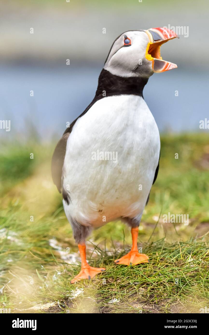 Puffin Lunga Foto de stock