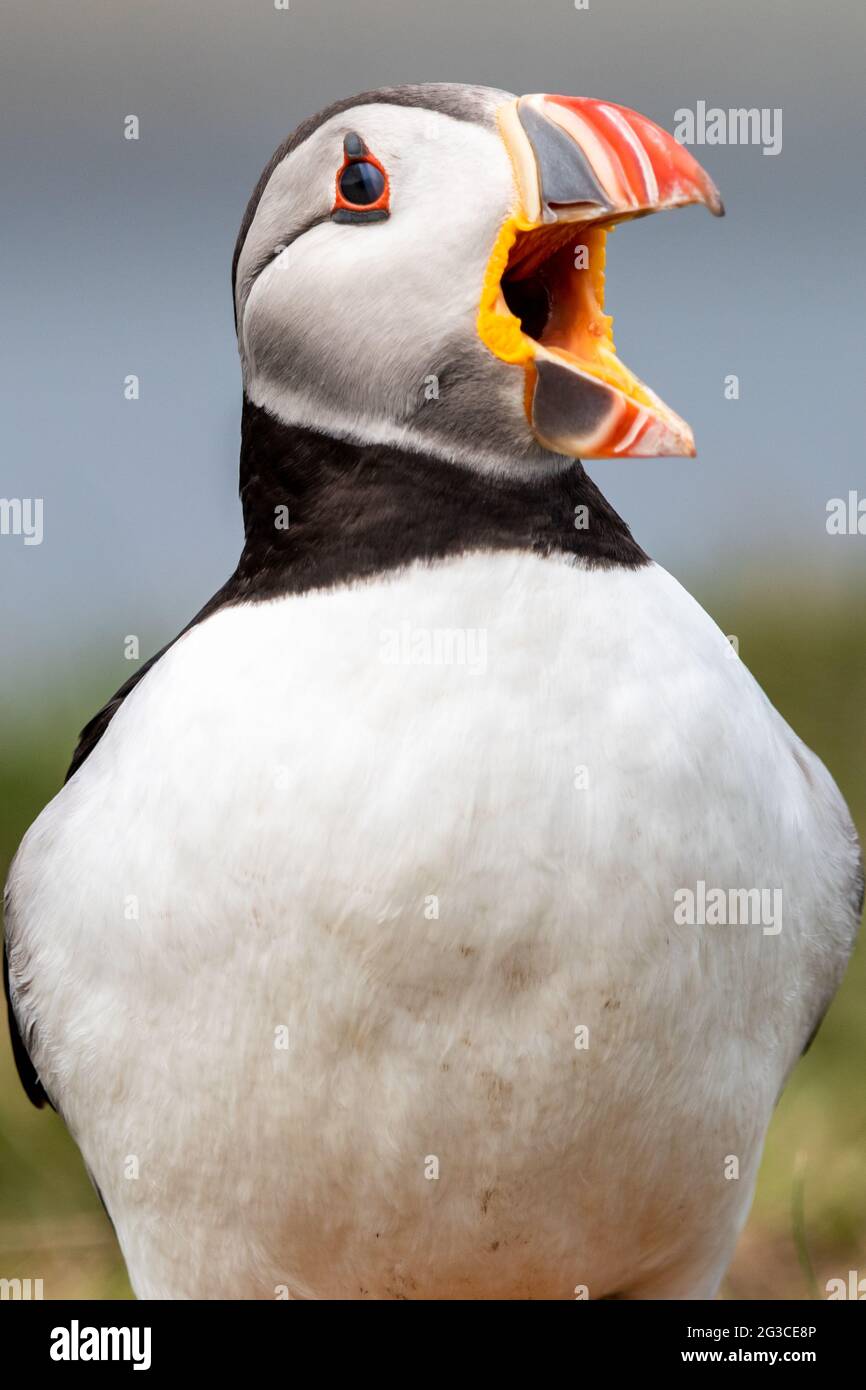 Puffin Lunga Foto de stock