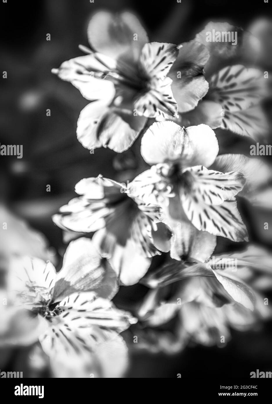Flores digitalizadas que enfatizan el estado de ánimo sobre el realismo. Foto de stock