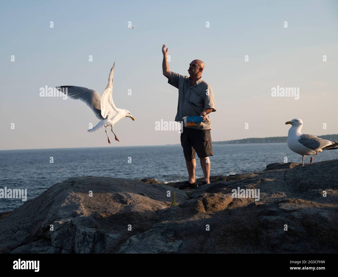 Un hombre alimentando gaviotas en las rocas en Cape Neddick, Maine, Estados Unidos Foto de stock