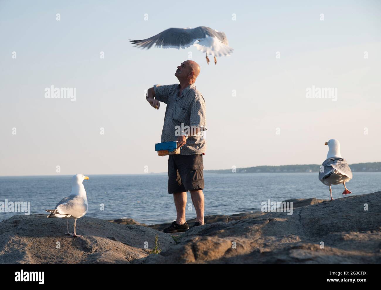 Un hombre alimentando gaviotas en las rocas en Cape Neddick, Maine, Estados Unidos Foto de stock