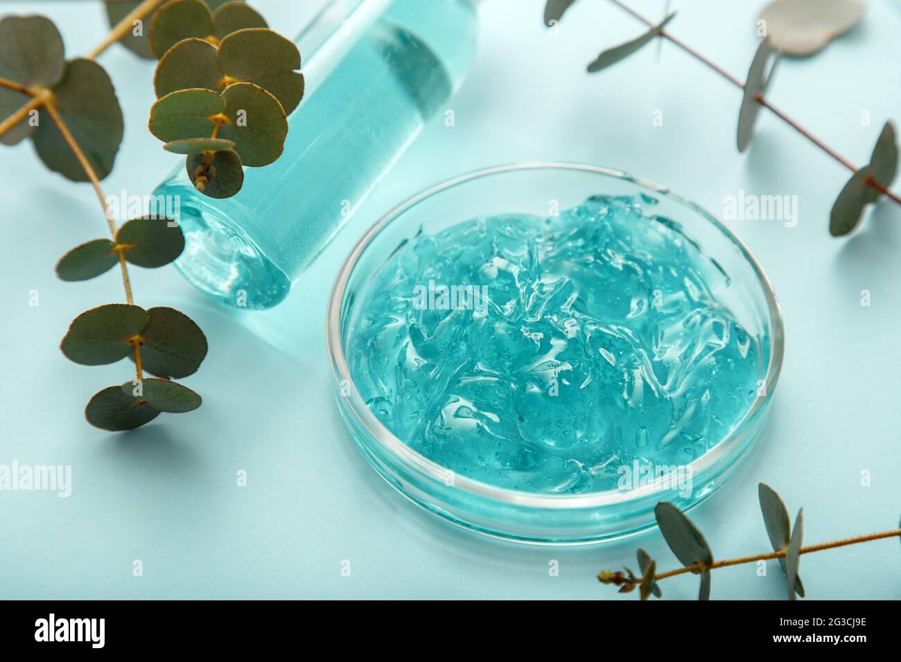 Gel de eucalipto en placa Petri. Gel cosmético transparente con aceite de eucalipto en medicamentos. Gel antiséptico de aloe gel líquido azul con eucalipto. Natural Foto de stock