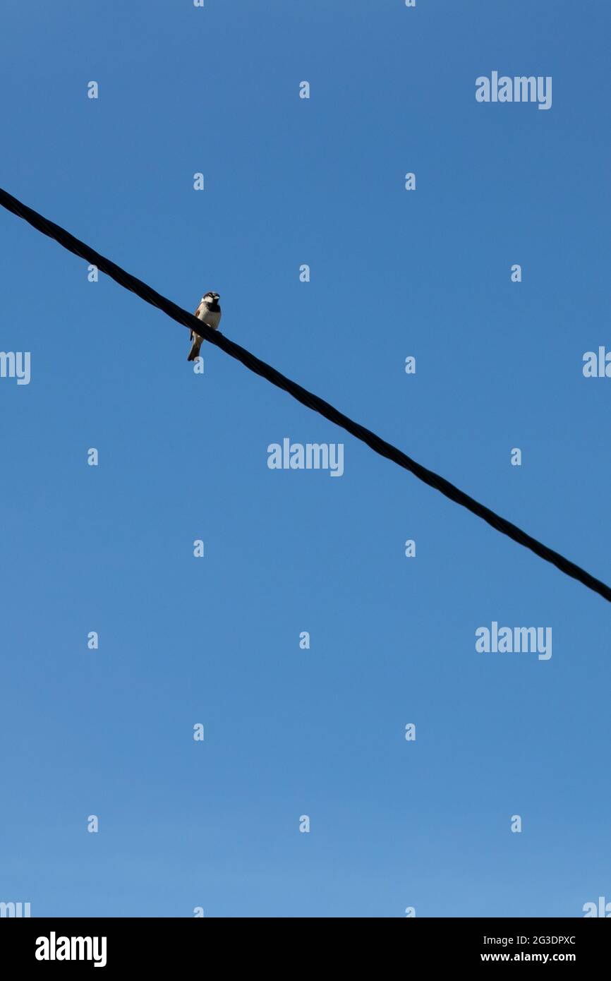 Pájaro pequeño perchando en el cable eléctrico aislado en un fondo azul claro del cielo. Foto minimalista de pájaro en alambre. Imagen vertical con espacio de copia Foto de stock