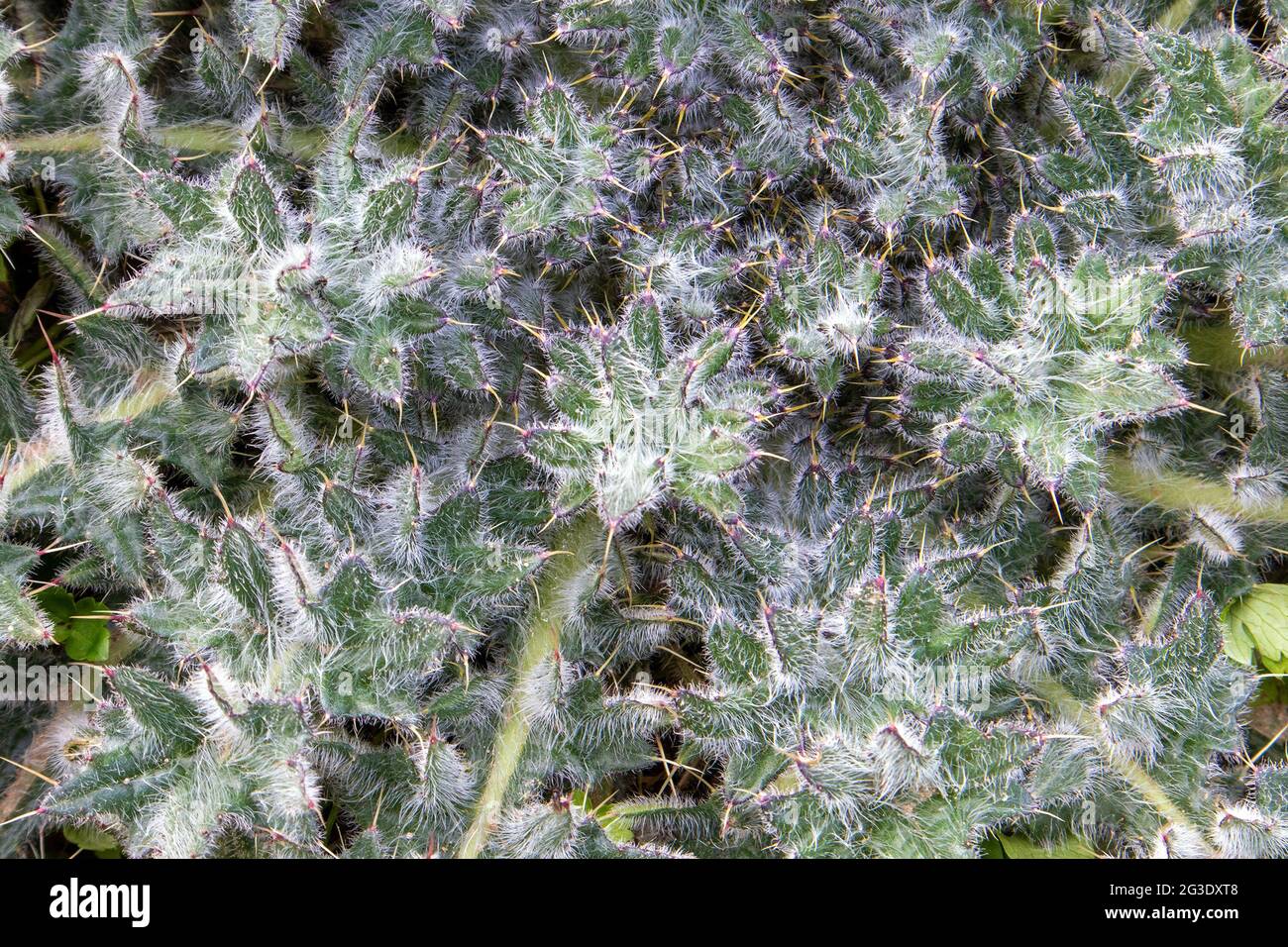 Rosette de planta de estepa espinosa joven Cirsium arvense o cardo, una especie de maleza Foto de stock