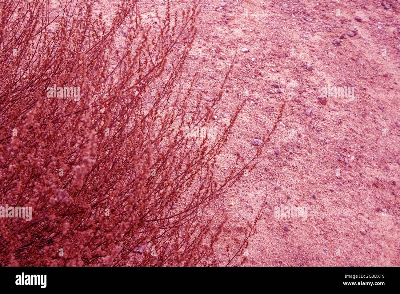 Parte de exuberante arbusto marchito de planta de estepa que crece en suelo arenoso en tonos rosados Foto de stock