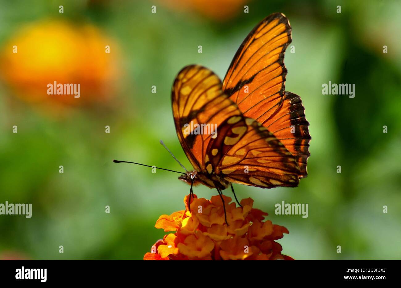 Danaus plexippus - Mariposa Monarca Foto de stock