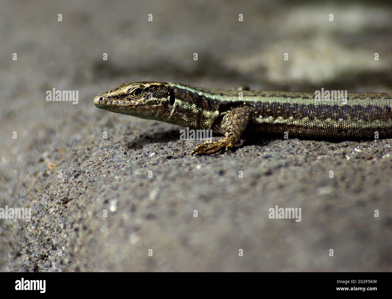 Gecko Foto de stock