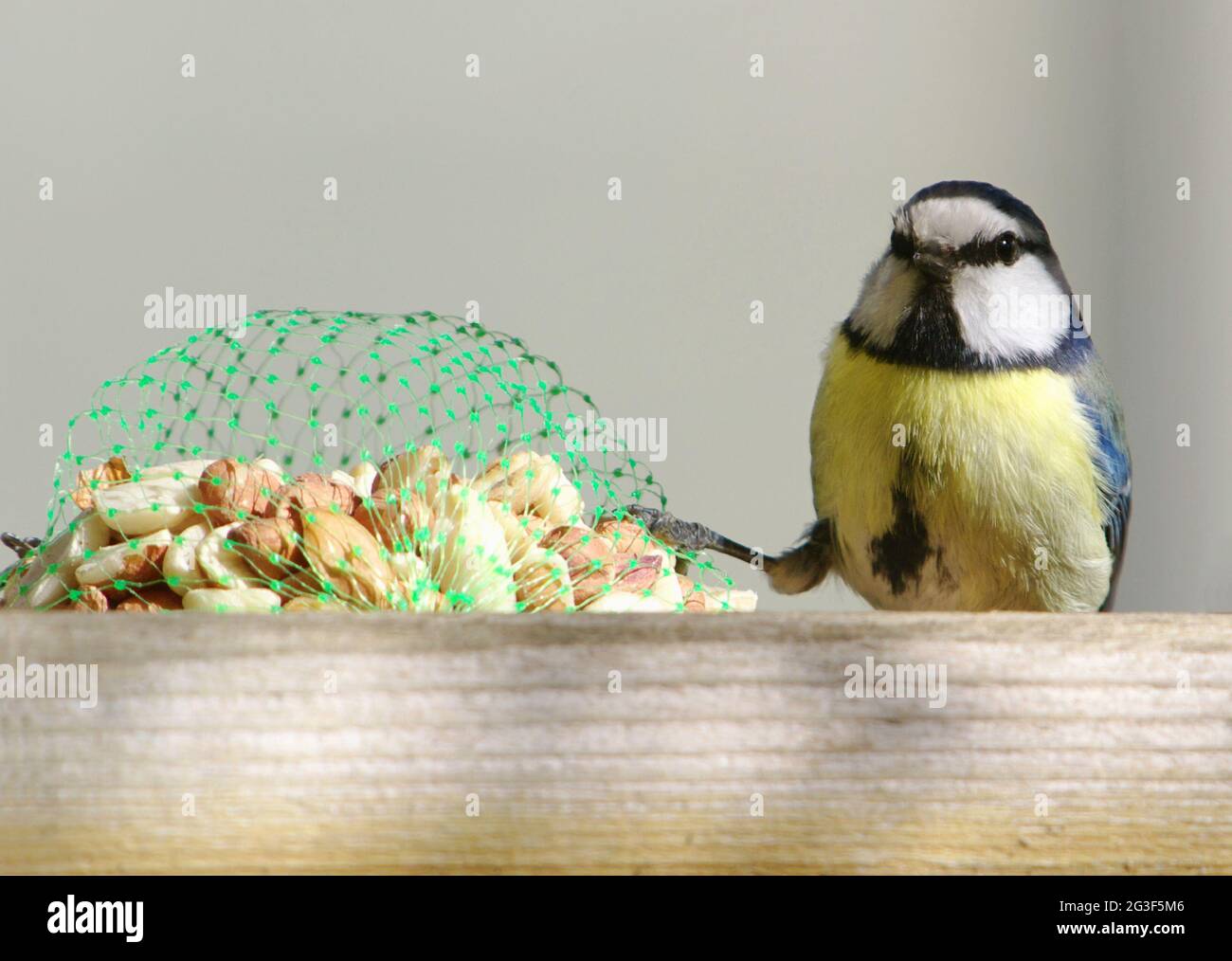 Alimentador del pájaro Foto de stock