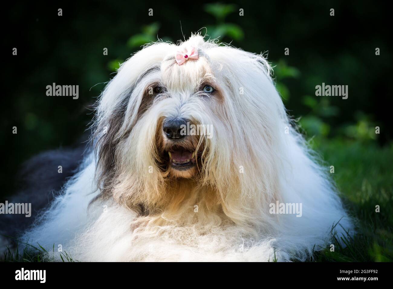 Bobtail Dog Running Perro Viejo Pastor Stock Photo 1162958359