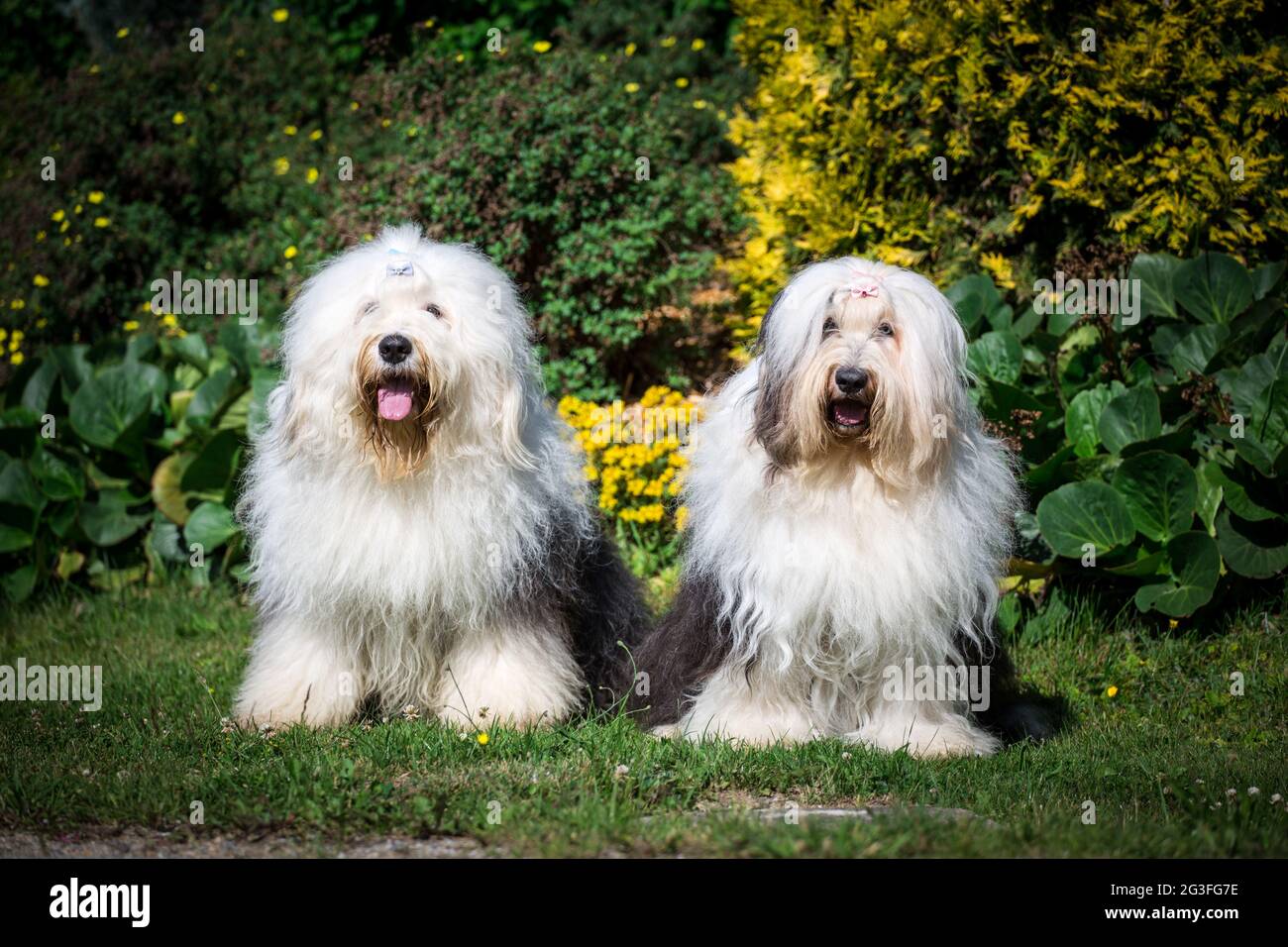 Bobtail Dog Running Perro Viejo Pastor Stock Photo 1162958359