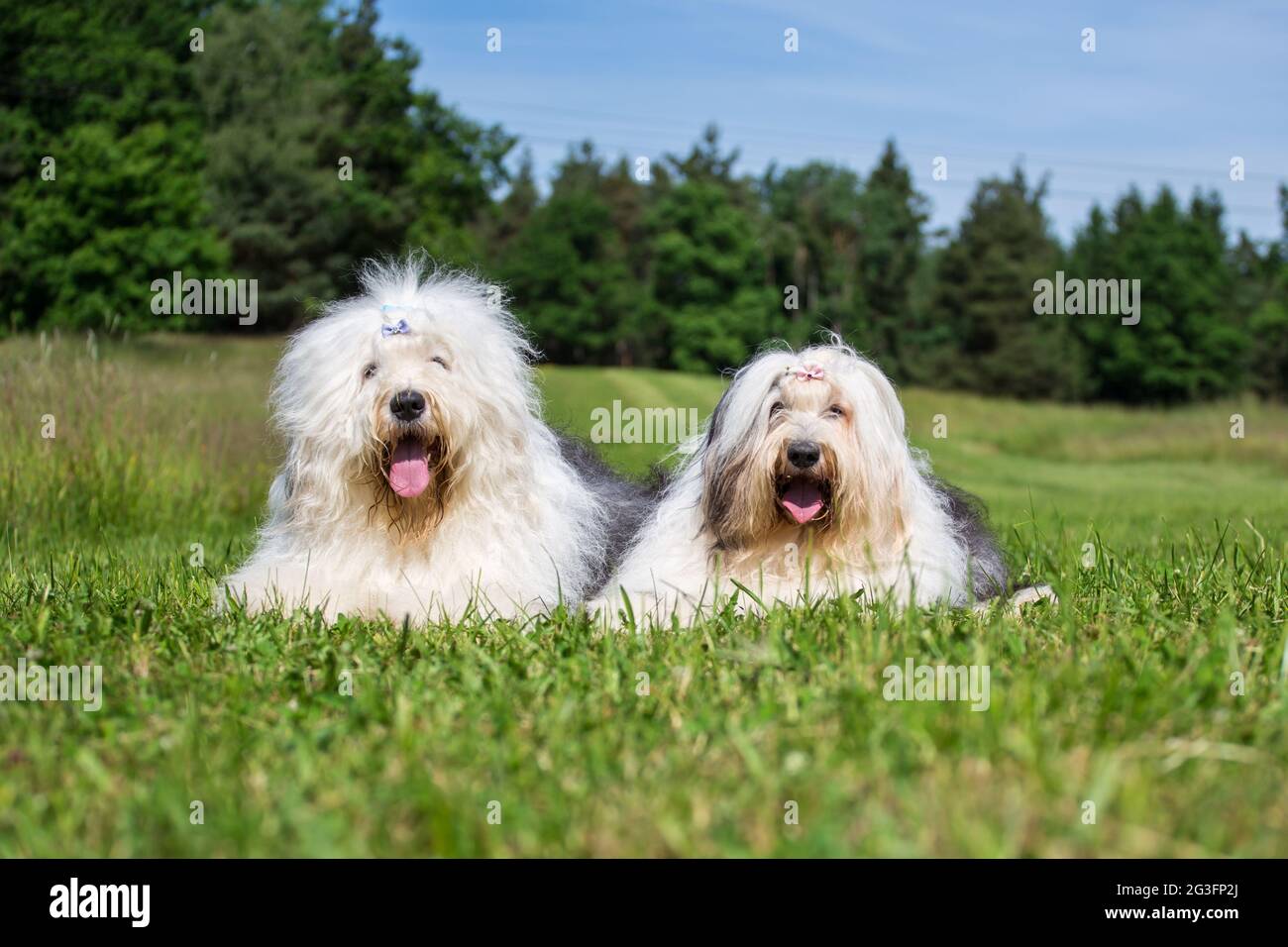 Bobtail Dog Running Perro Viejo Pastor Stock Photo 1162958359