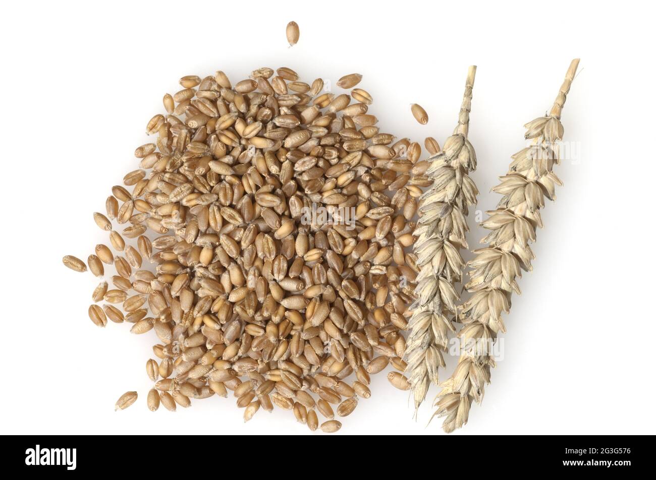 Triticum aestivum es el nombre científico de cereal de trigo grano. También  conocido como trigo (español y portugués). vista superior de granos en  tazón de cerámica Fotografía de stock - Alamy