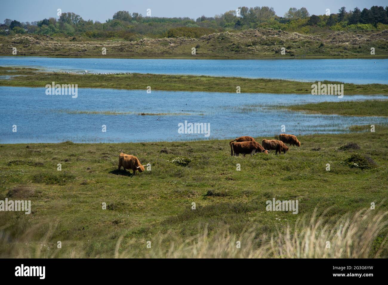 Den Helder, Países Bajos. Junio 2021. Pastoreo de ganado de tierras altas en los humedales de Grafelijkheidsduinen, Huisduinen, Países Bajos. Fotografías de alta calidad Foto de stock