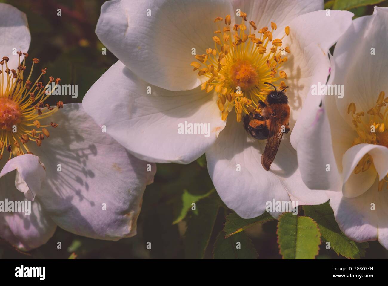 Una abeja y una pequeña rosa blanca, el perro se levantó y una abeja, macro fotografía artística, abeja en una pequeña rosa blanca Foto de stock