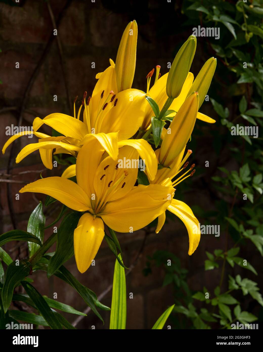 Un Lily 'Stand Out' florece en un jardín del patio, Ciudad de York, Reino Unido Foto de stock