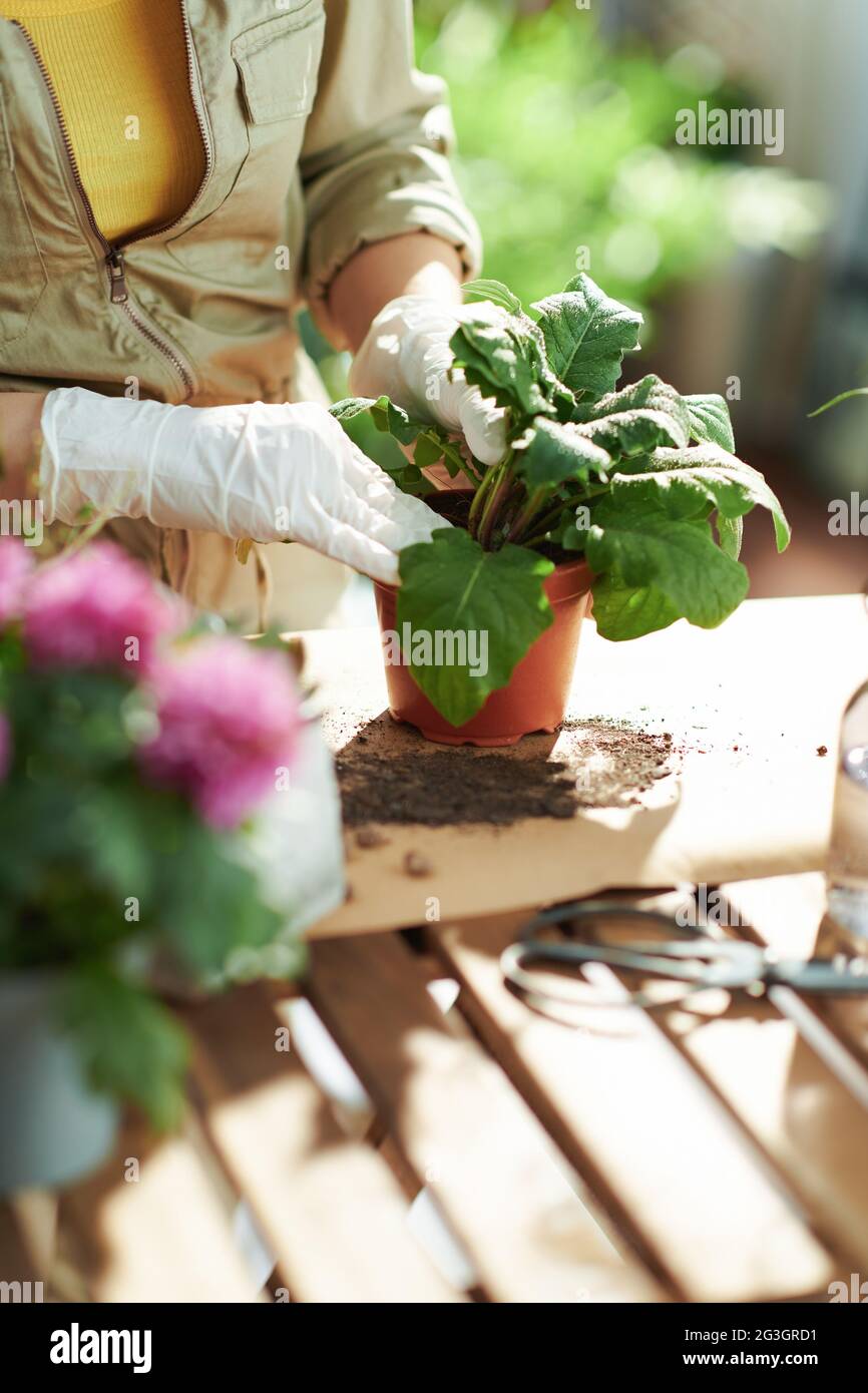 Relajante jardín casero. Primer plano en la florería con macetas hacer  jardinería en la casa en el día soleado Fotografía de stock - Alamy