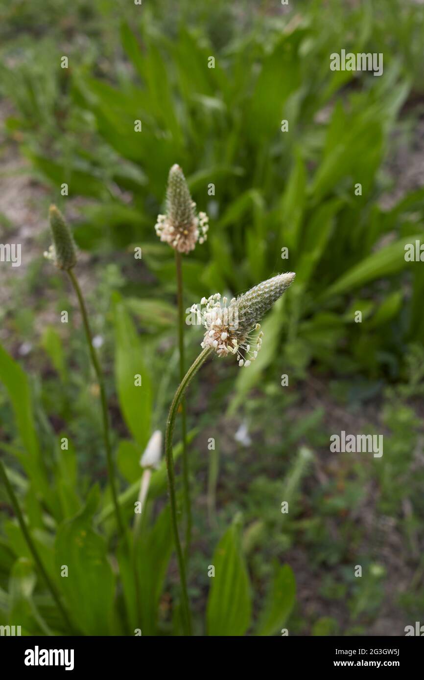 Plantago lanceolata en flor Foto de stock