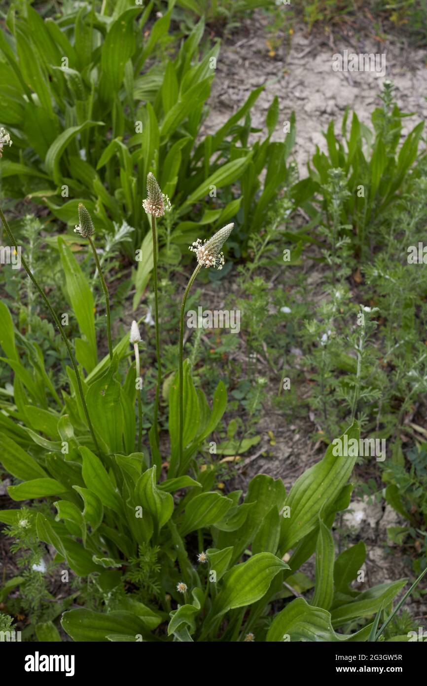 Plantago lanceolata en flor Foto de stock