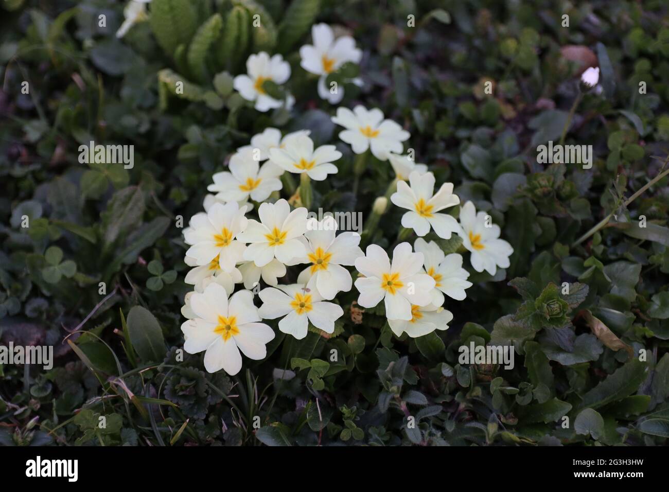 Primer plano de flores blancas comunes de onagra floreciendo en un campo  Fotografía de stock - Alamy