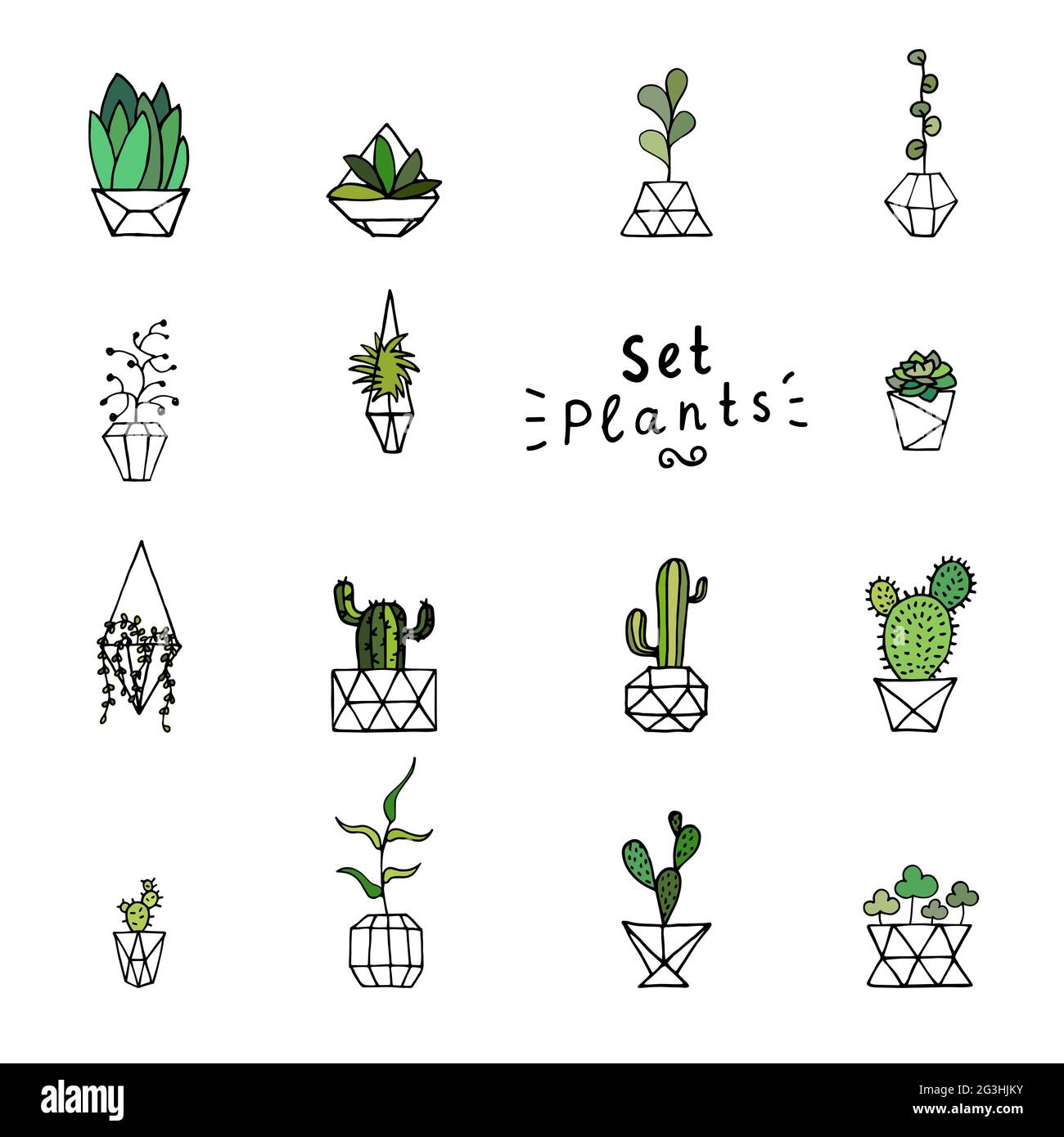 Plantas verdes de fideos. Hojas, suculentos y cactus dibujados a mano con  maceta de flores polifacetadas. Perfile las plantas domésticas aisladas  sobre un fondo blanco. Lindo yo Imagen Vector de stock -