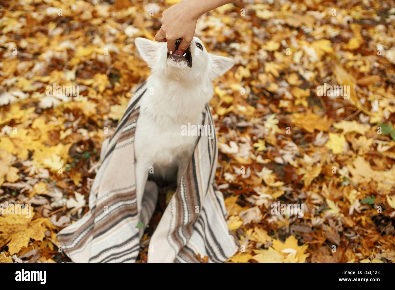 Bonito perro sentado bajo una coqueta manta y recibiendo delicias para el entrenamiento en el fondo de las hojas de otoño en los bosques de otoño. Adorable sheph suizo blanco Foto de stock