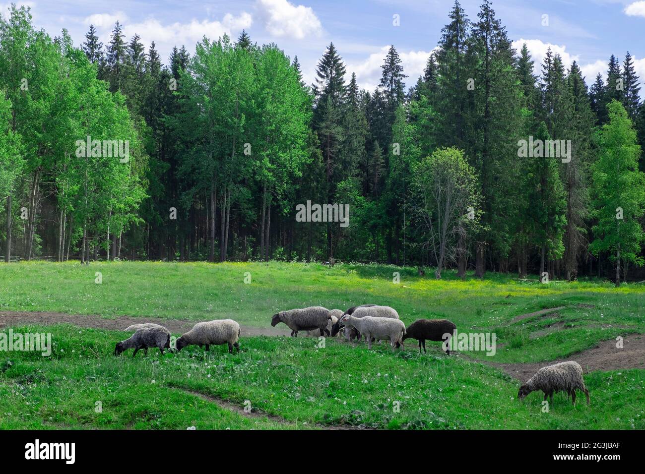 Un grupo de ovejas de granja pastan en el pasto Foto de stock
