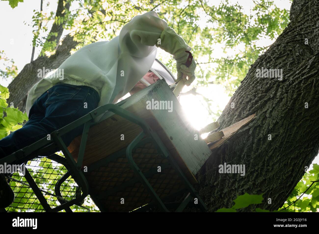 Apicultor que revisa las abejas de miel en la trampa enjambre Foto de stock