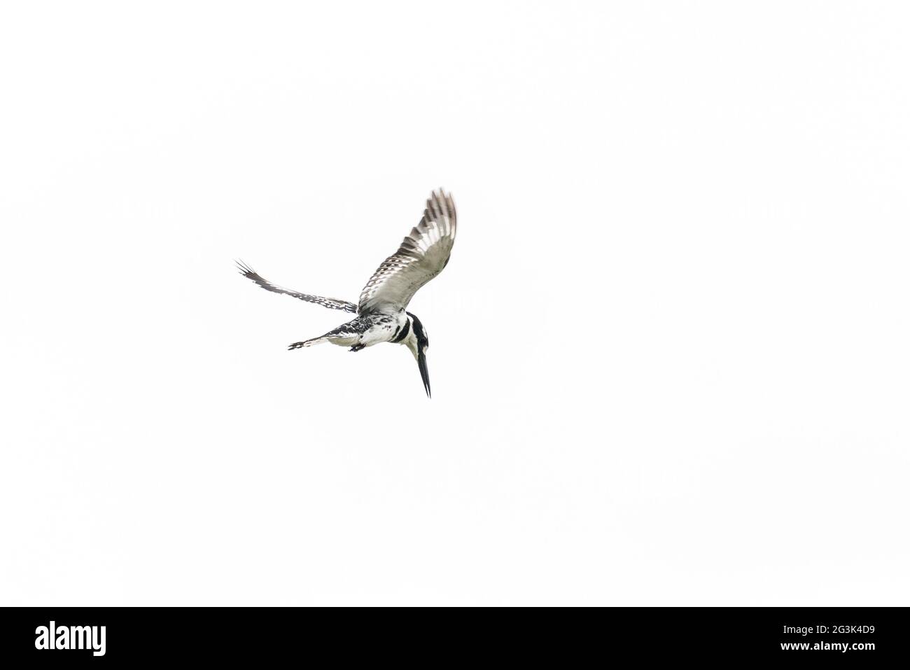 Pied Kingfisher en vuelo medio Foto de stock