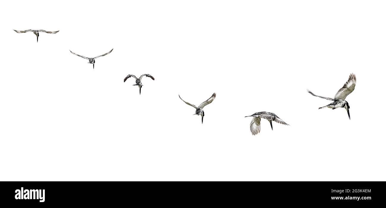 Pied Kingfisher en vuelo medio Foto de stock