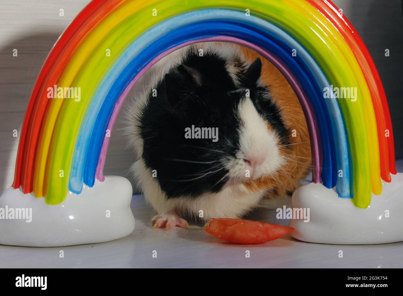 Retrato de cute conejillo masticando una rodaja de tomate, enmarcado por un arcoiris. Foto de stock