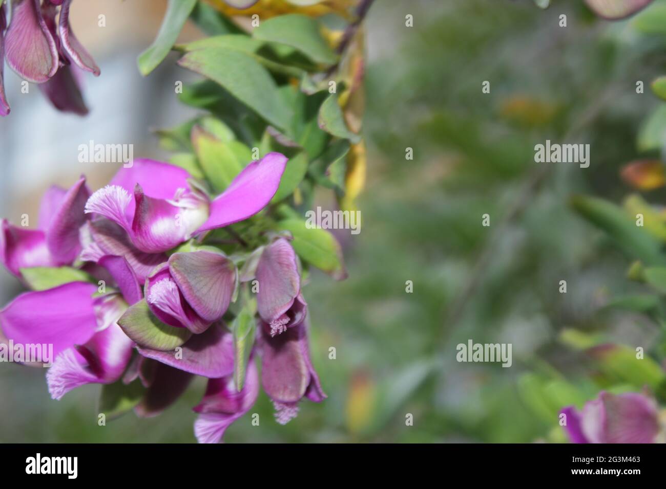 Plantas medicinales silvestres flores púrpuras Foto de stock