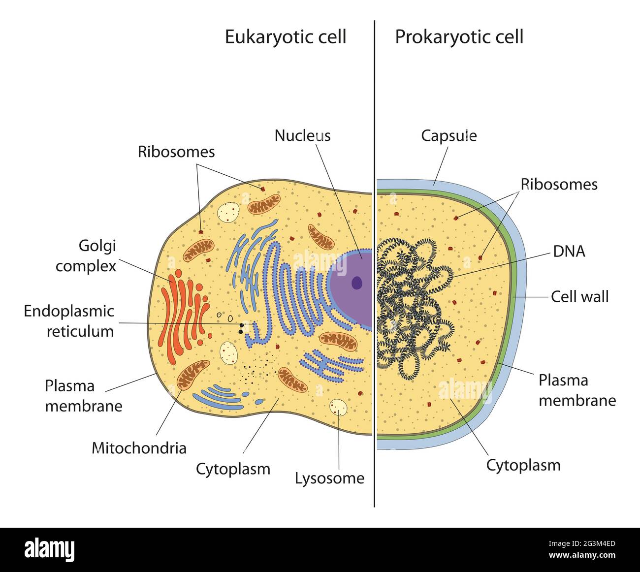 lllutración de células eucariotas y procariotas con texto Foto de stock