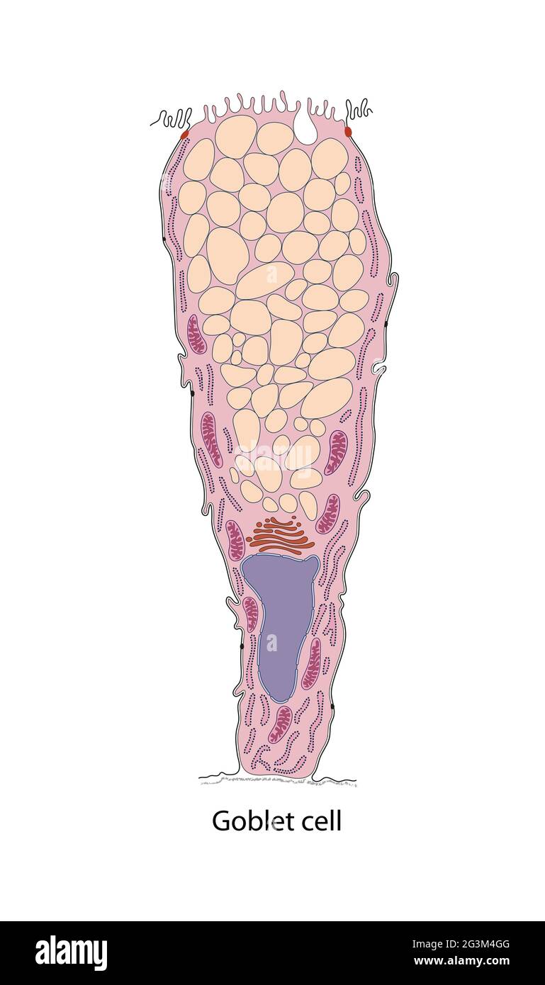 Diagrama de la célula mucosa gástrica del cuello Foto de stock