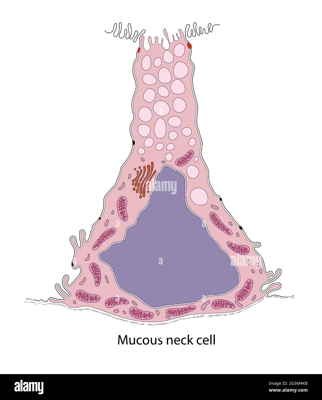 Diagrama de la célula mucosa gástrica del cuello Foto de stock