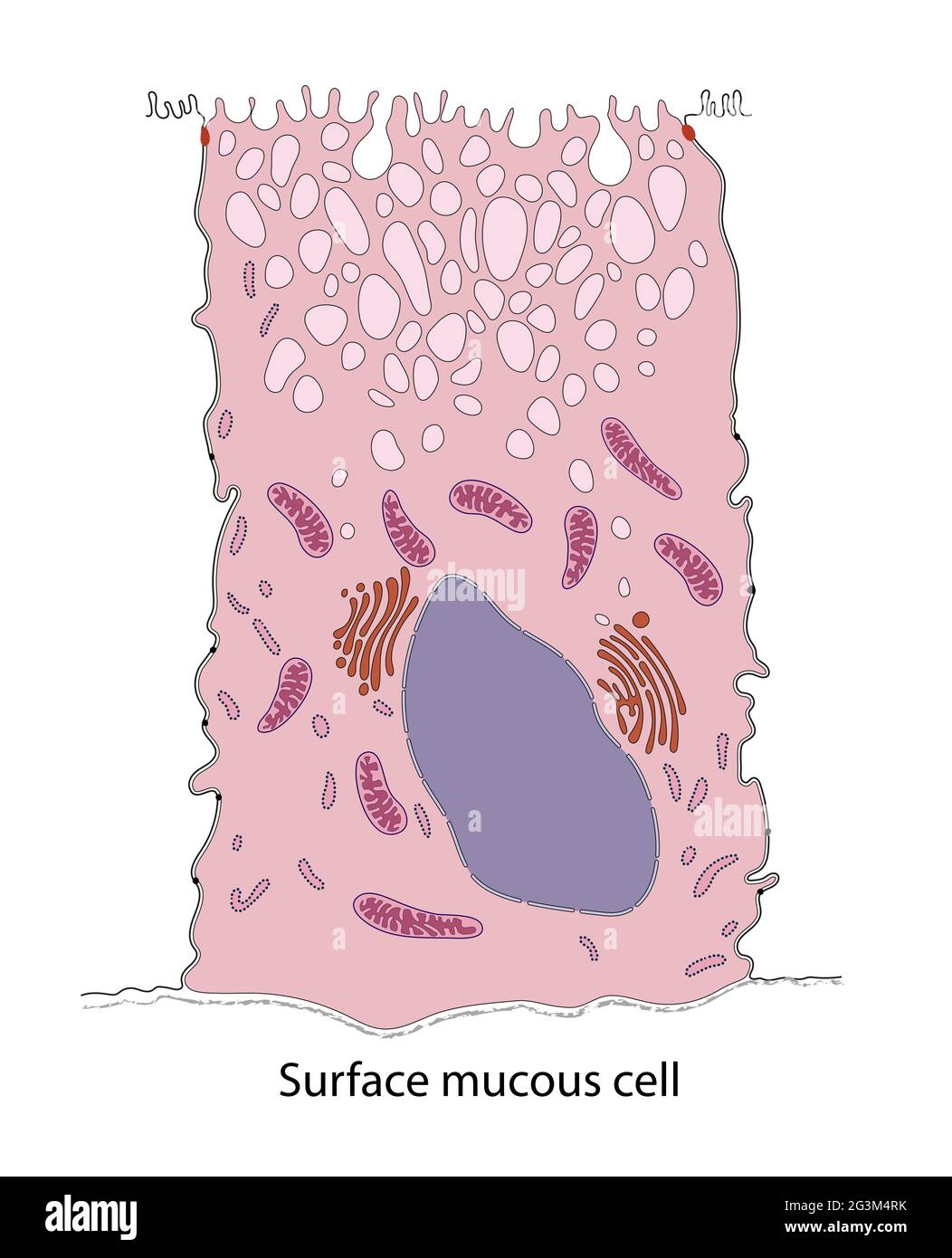 Diagrama de la superficie de las células mucosas del estómago del murciélago Foto de stock