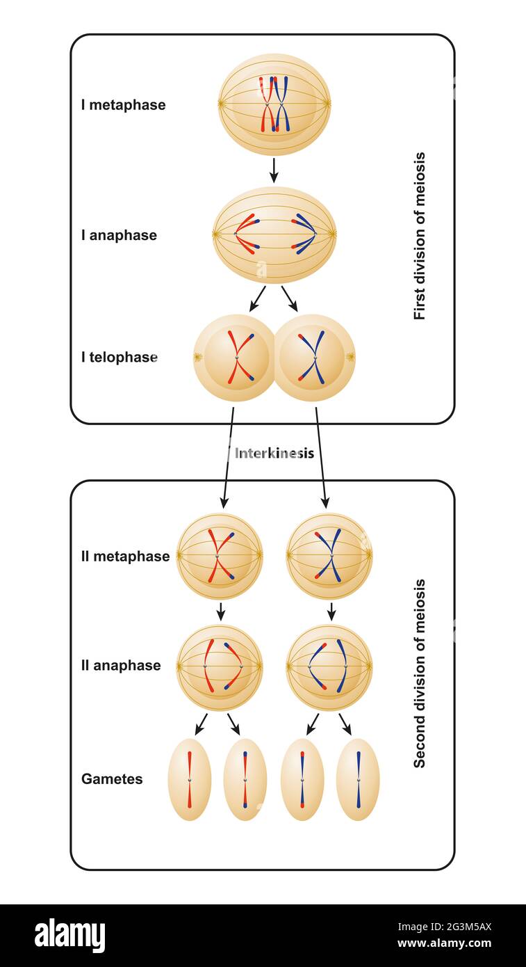 División de meiosis. La meiosis se divide en meiosis I y meiosis II Foto de stock