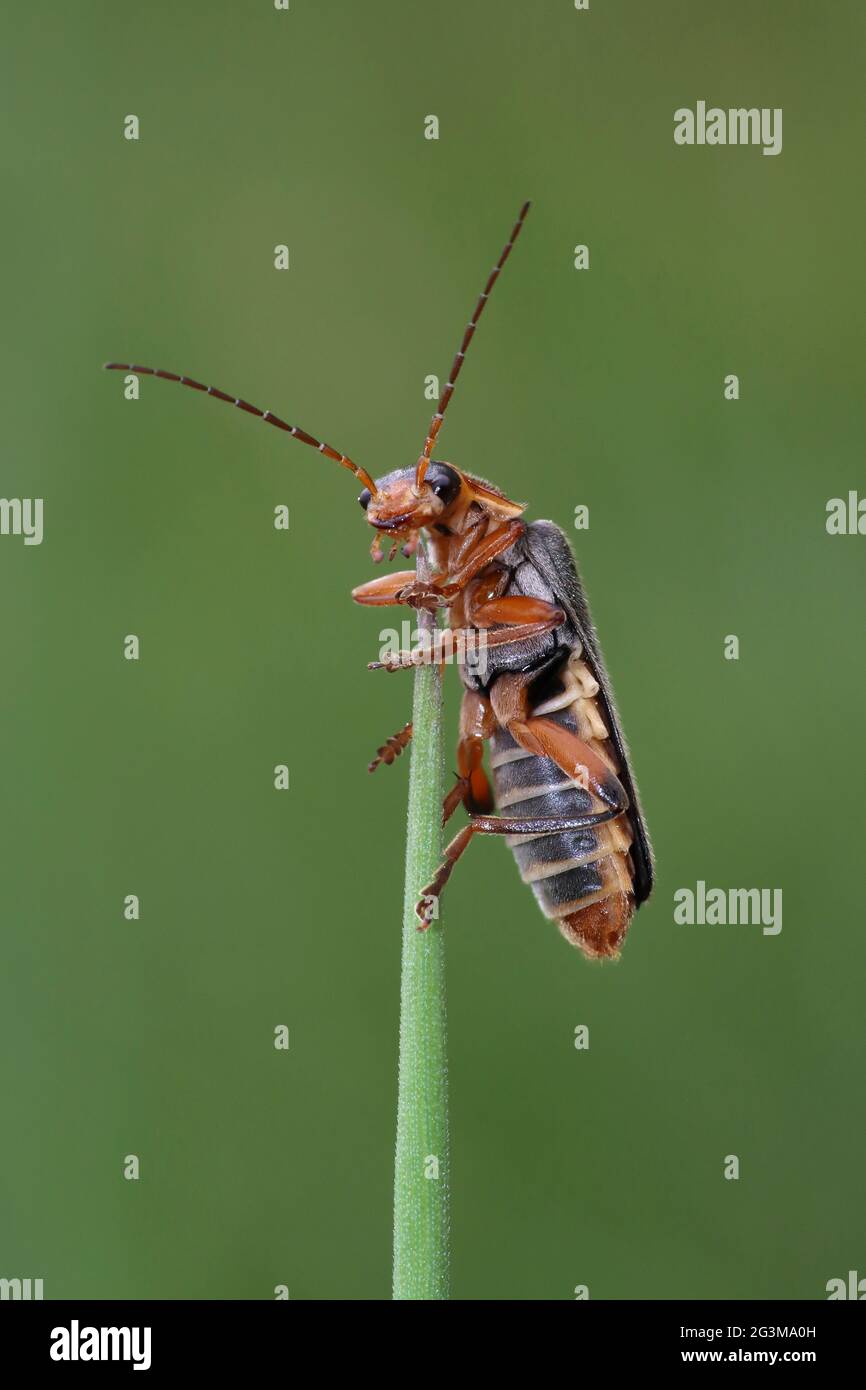 Soldado Beetle Cantharis nigricans Foto de stock