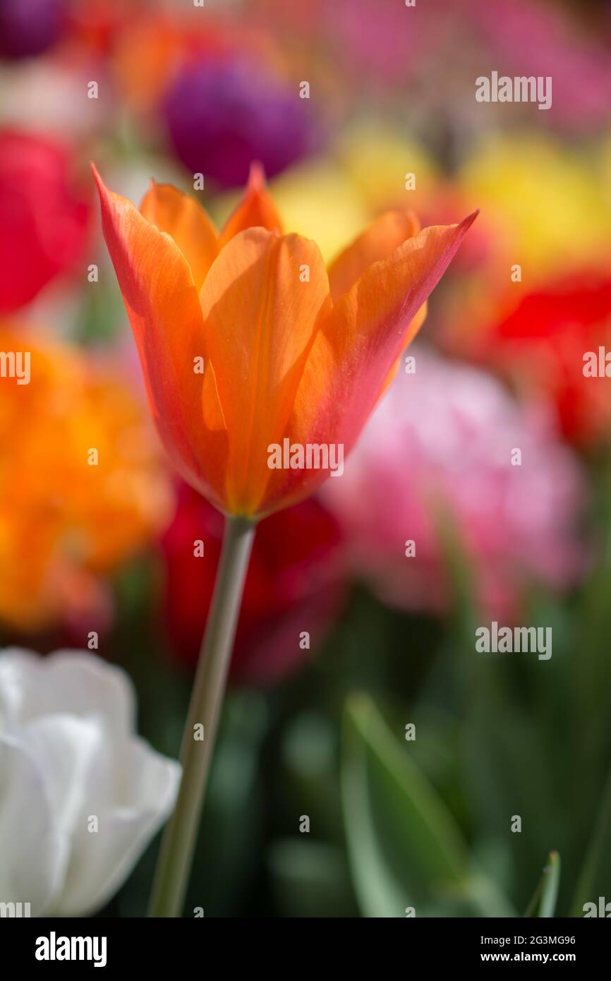 Florecen coloridas flores de tulipanes en el jardín Foto de stock