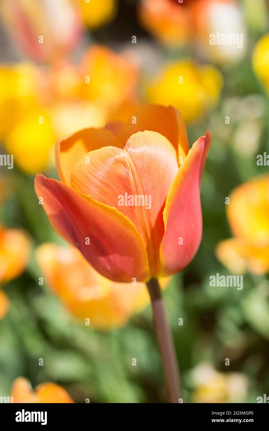 Florecen coloridas flores de tulipanes en el jardín Foto de stock