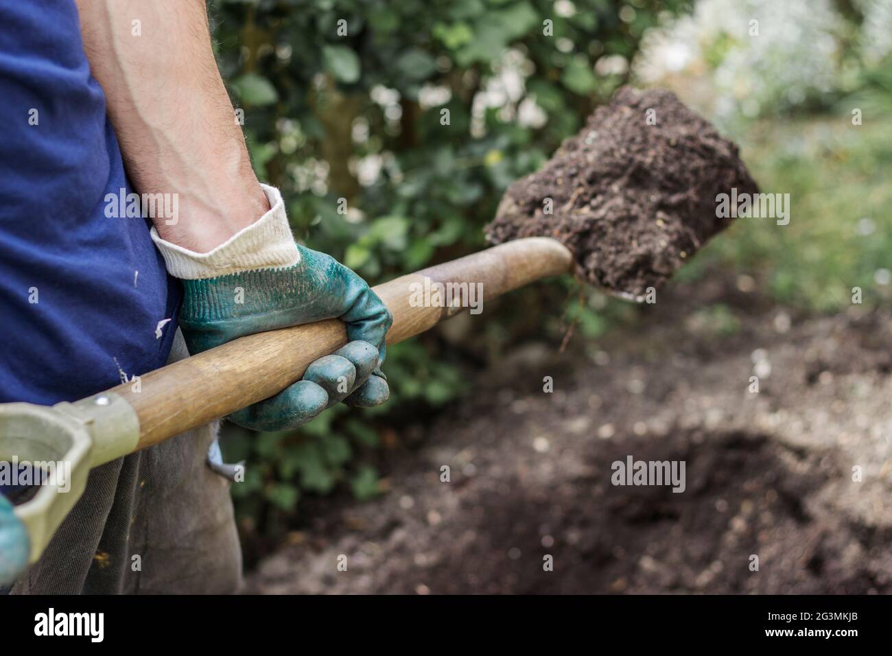 El hombre lleva un par de guantes verdes. Guantes de goma para jardín. El  jardinero está cavando un agujero en la tierra. Recogiendo la tierra en la  mano Fotografía de stock 