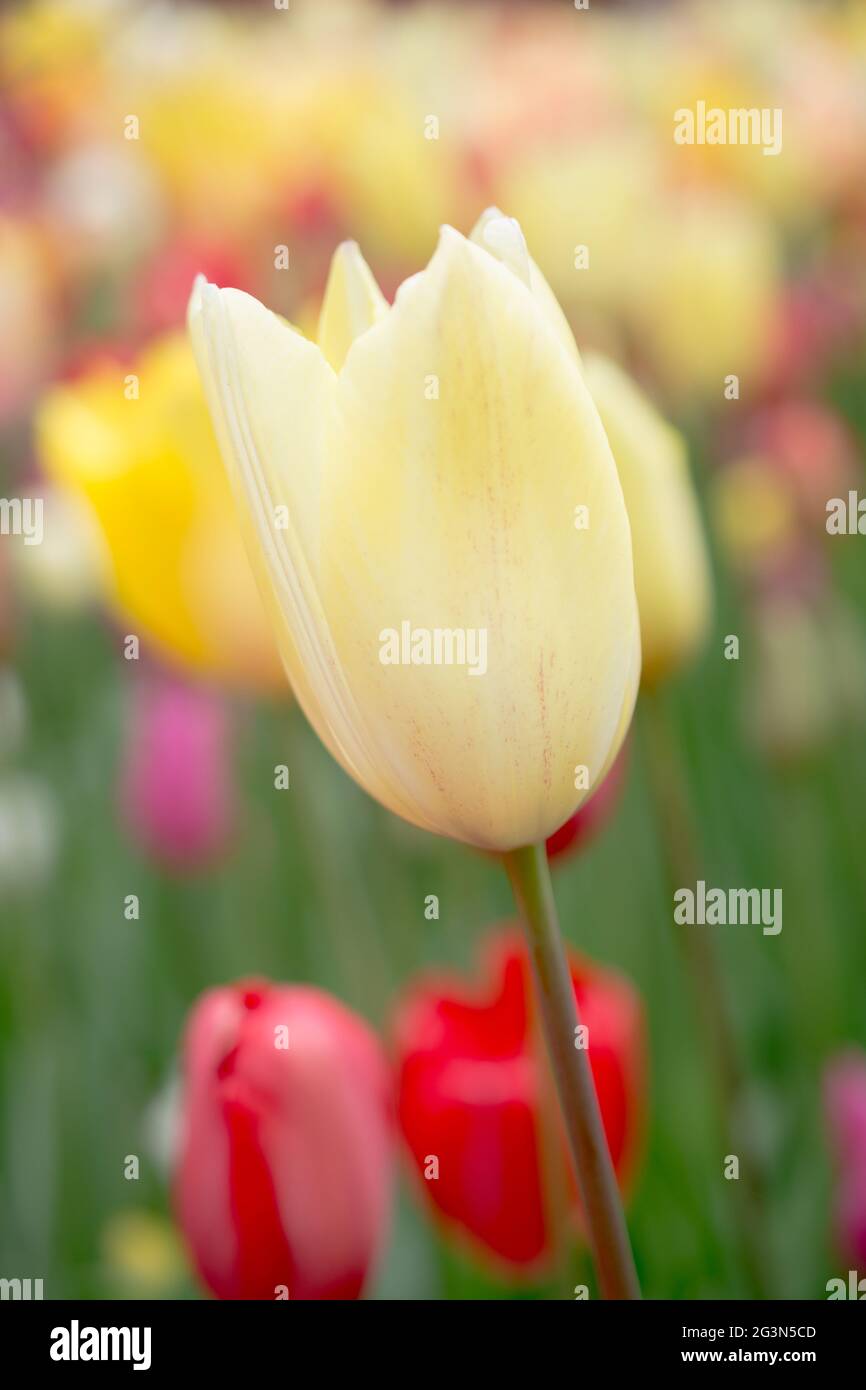 Florecen coloridas flores de tulipanes en el jardín Foto de stock