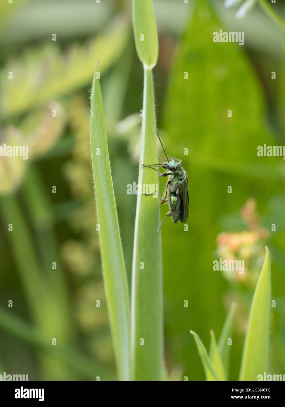 Un macho Oedemera nobilis, conocido como el falso escarabajo de aceite, el escarabajo de flor de patas gruesas o el escarabajo hinchado. Foto de stock