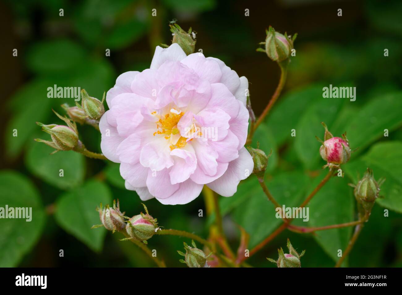 Flor de una rosa y blanco que se levantaba sobre un enrejado Foto de stock