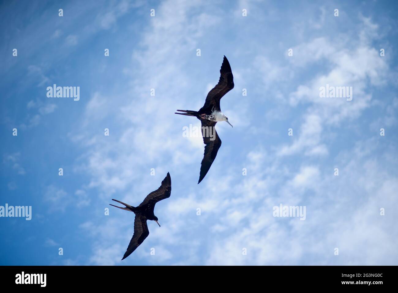 Un par de fragatas en vuelo, isla tropical. Una Fragata en vuelo, pantalla horizontal. En el fondo el cielo con nubes blancas Foto de stock