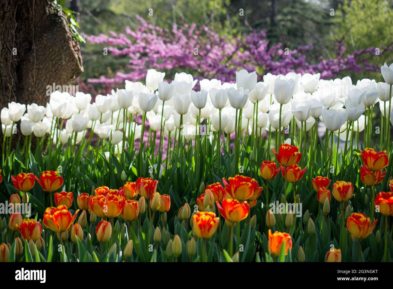 Tulipanes de varios colores en la naturaleza en primavera Foto de stock
