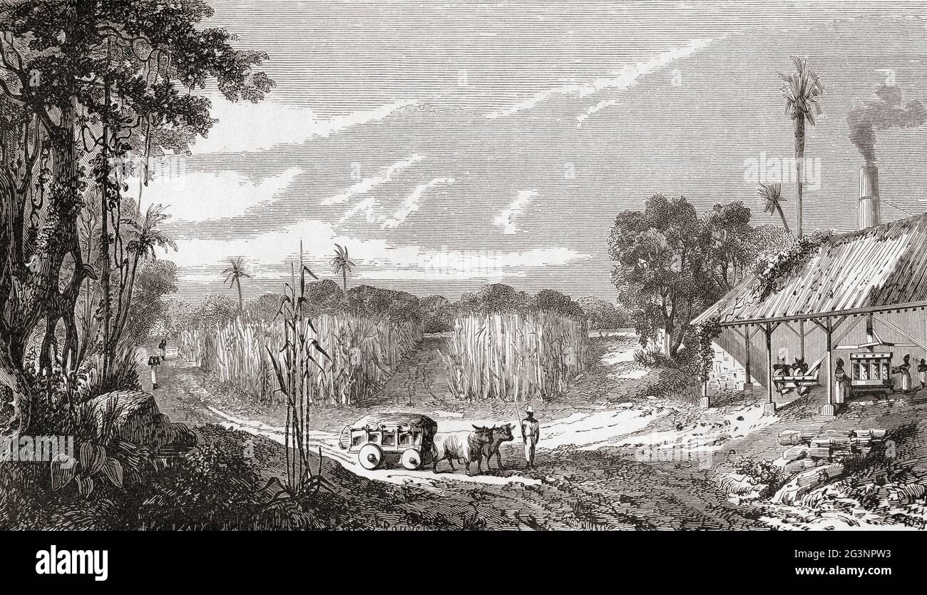 Cosecha de caña de azúcar en las colonias, siglo 19th. De Le Savant du Foyer ou Nociones Scientifiques Sur Les Objets Usuels de la Vie, publicado en 1864 Foto de stock