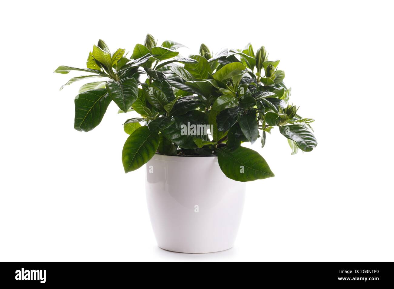 Gardenia pot fotografías e imágenes de alta resolución - Alamy