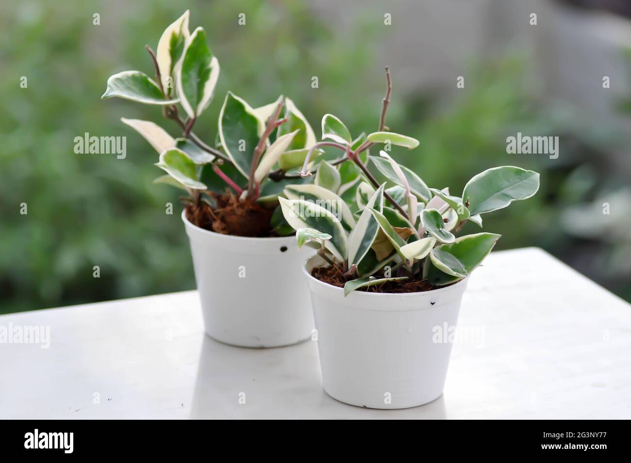 Hoya carnosa compacta, Hoya Compacta o hoya tricolor planta Fotografía